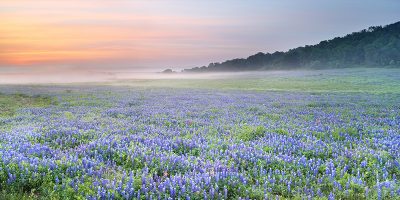 bluebonnet066