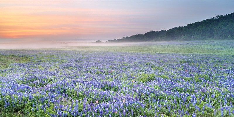 bluebonnet066